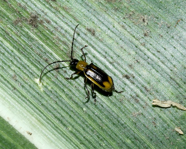 Due Chrysomelidae,  (Diabrotica virgifera virgifera + altro)